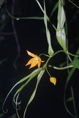 Gloriosa modesta