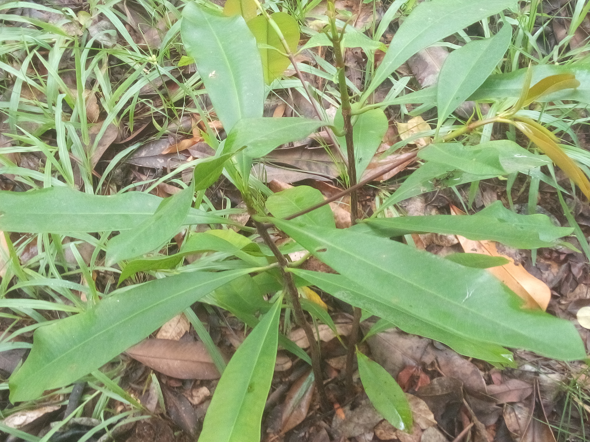 Butter Tree (Pentadesma butyracea)