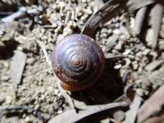 Aegista subchinensis