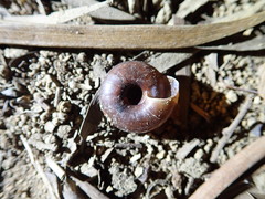 Aegista subchinensis