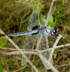 Urothemis edwardsii