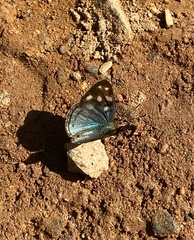 Dynamine tithia tithia