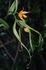 Gloriosa modesta