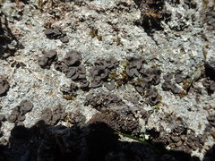 Umbilicaria polyphylla