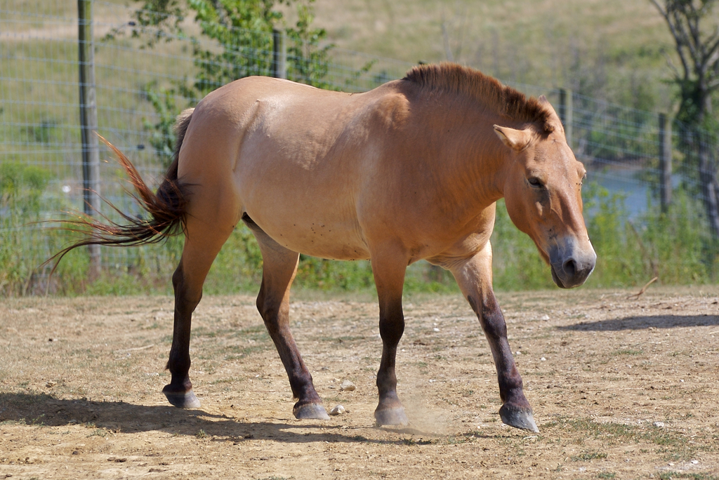 Wild Horse