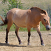 Wild Horse - Photo (c) Jeff Kubina, some rights reserved (CC BY-SA)