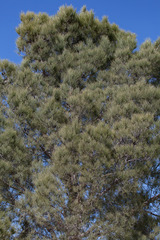 Pinus