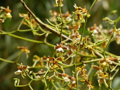 Cyrtochiloides