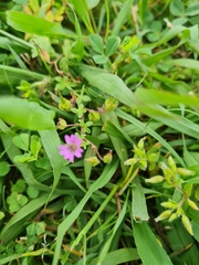 Geranium