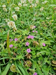 Geranium