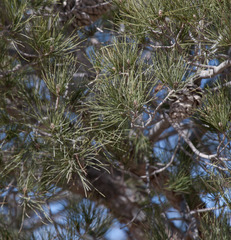 Pinus
