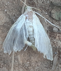 Lepidoptera