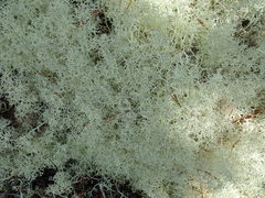 Cladonia arbuscula mitis