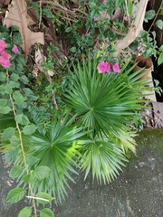 Livistona chinensis