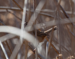 Cistothorus palustris