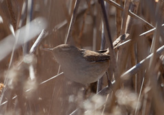 Cistothorus palustris