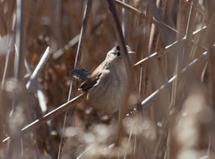 Cistothorus palustris