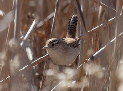 Cistothorus palustris