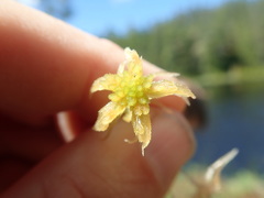 Sphagnum pacificum