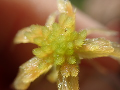 Sphagnum pacificum