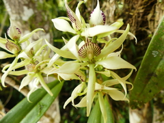 Prosthechea fragrans