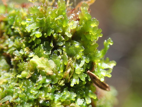 Image of Riccardia chamedryfolia by no rights reserved