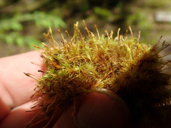 Ulota obtusiuscula