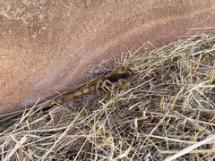 Hadrurus spadix