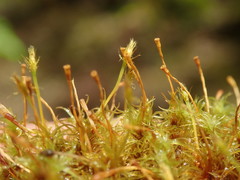 Ulota obtusiuscula