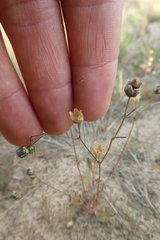 Spergula morisonii