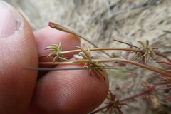 Spergula morisonii