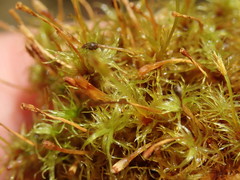 Ulota obtusiuscula