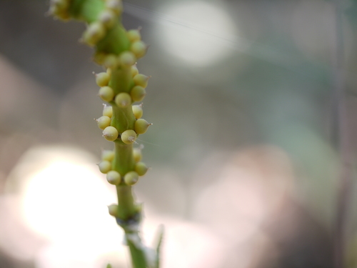 Gnetum edule (Gnetum edule)