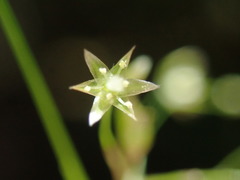 Luzula parviflora fastigiata