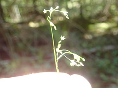 Luzula parviflora fastigiata