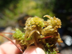 Sphagnum mendocinum