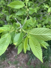 Ulmus pumila