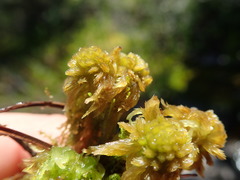 Sphagnum mendocinum