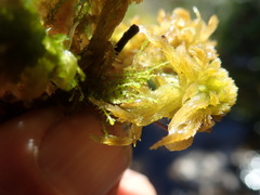 Sphagnum mendocinum