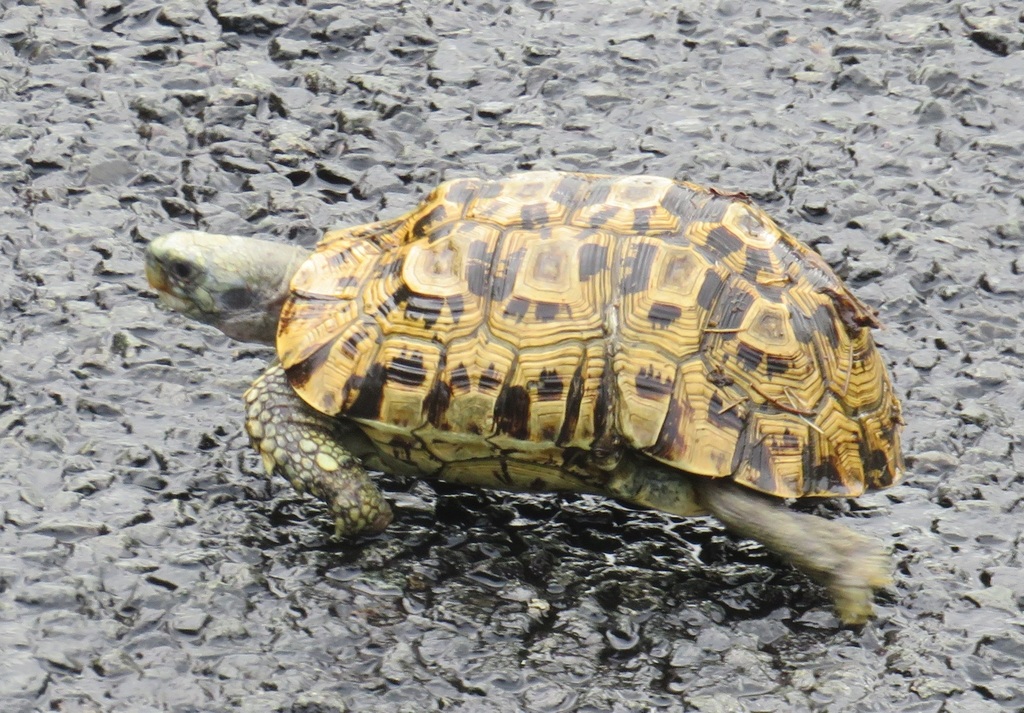 Southeastern Hinge-Back Tortoise