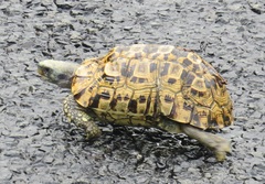 Southeastern Hinge-Back Tortoise photo 1