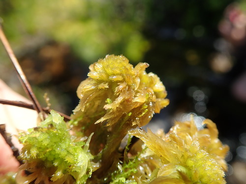 Image of Sphagnum mendocinum by no rights reserved
