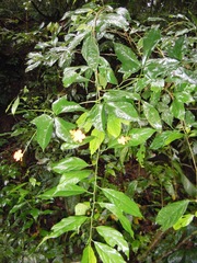 Psiguria warscewiczii