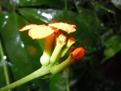 Psiguria warscewiczii