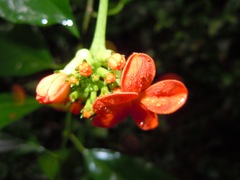 Psiguria warscewiczii