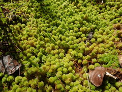 Sphagnum mendocinum