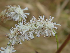 Sanguisorba parviflora
