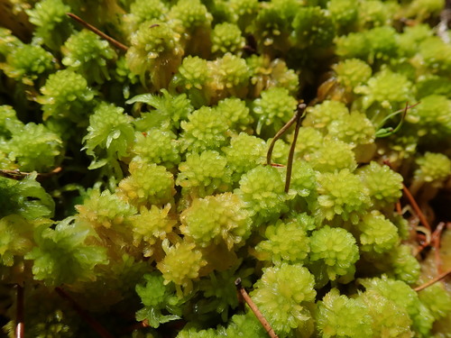 Image of Sphagnum mendocinum by no rights reserved