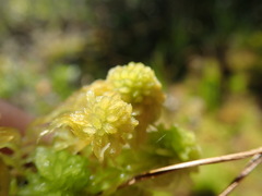 Sphagnum mendocinum