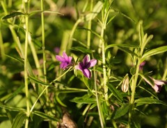 Monopsis stellarioides